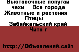 Выставочные попугаи чехи  - Все города Животные и растения » Птицы   . Забайкальский край,Чита г.